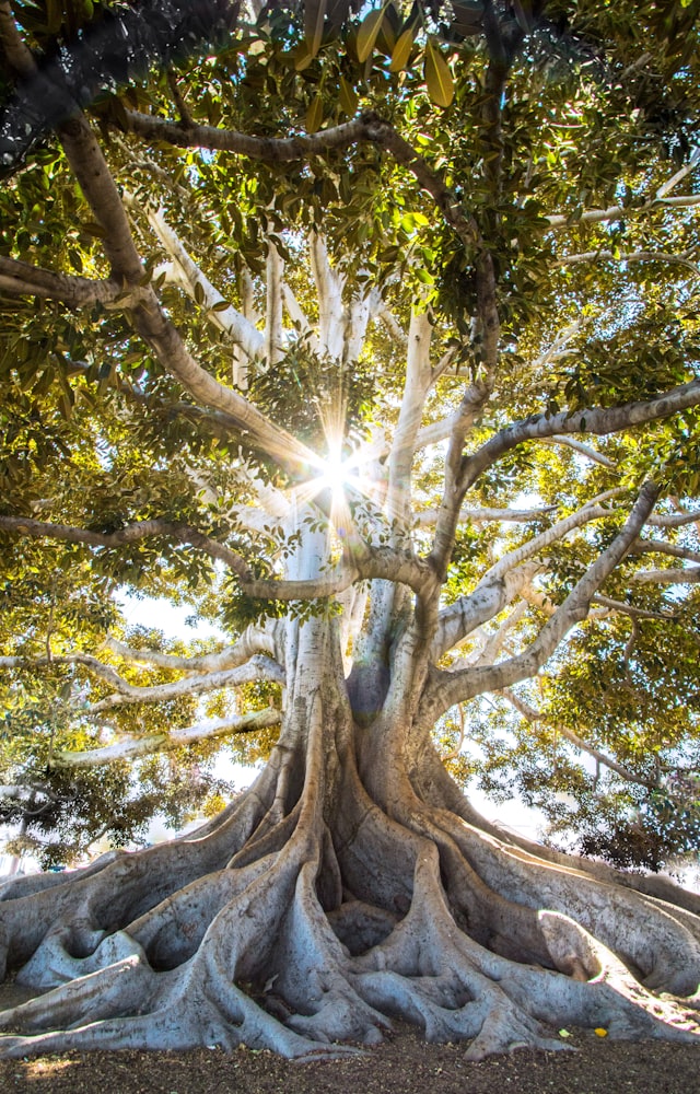 Sunlit tree of life
